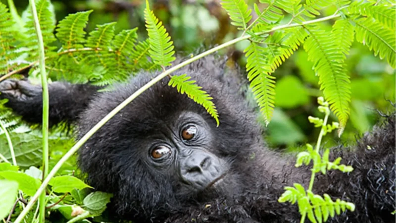 1-Day Mgahinga Gorilla Trekking