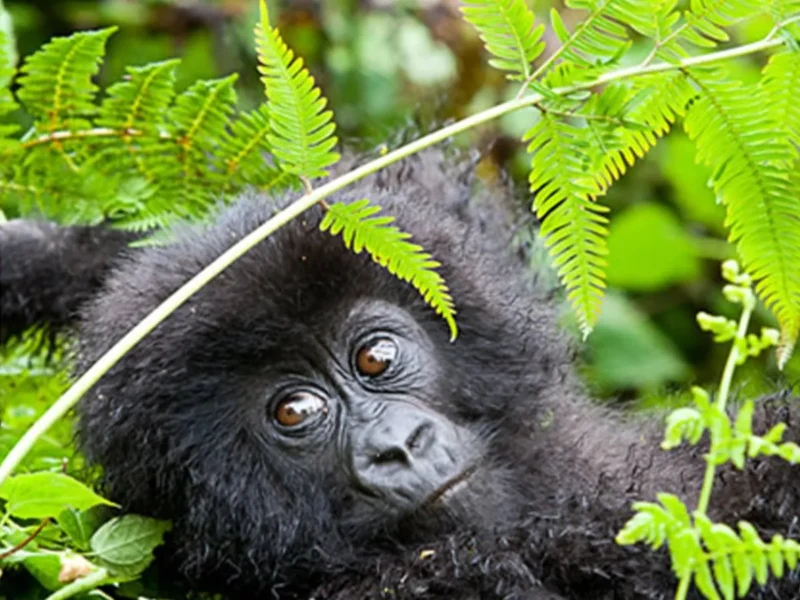 1-Day Mgahinga Gorilla Trekking