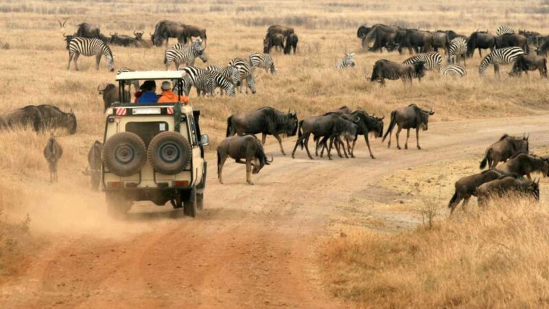 Experience Kenya Safaris