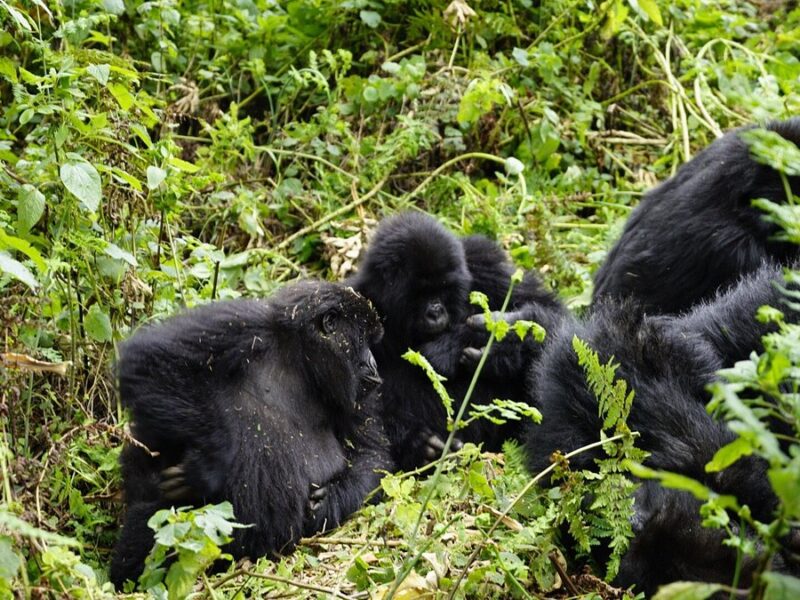 4-Day Rwanda Safari