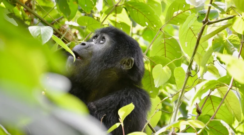 4-Day Rwanda Wildlife Safari