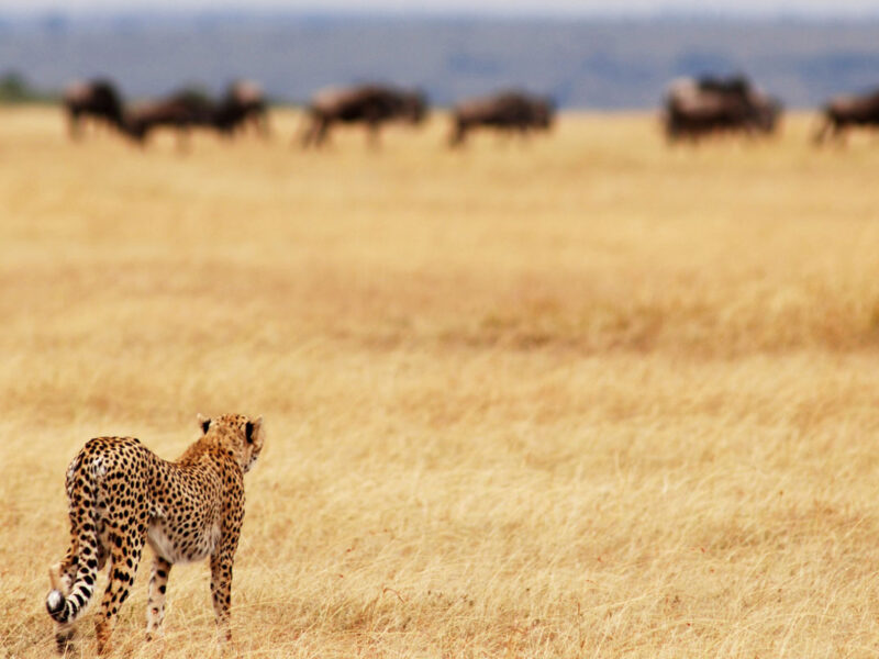 4-Day Affordable Kenya Safari