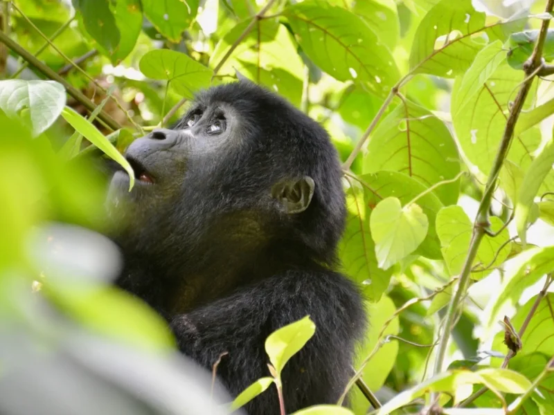 4-Day Rwanda Wildlife Safari