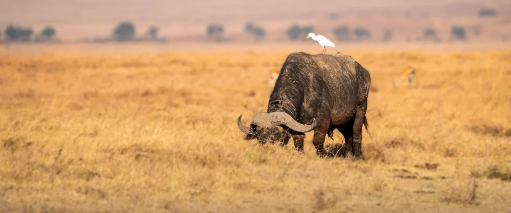 Kidepo Valley National Park 