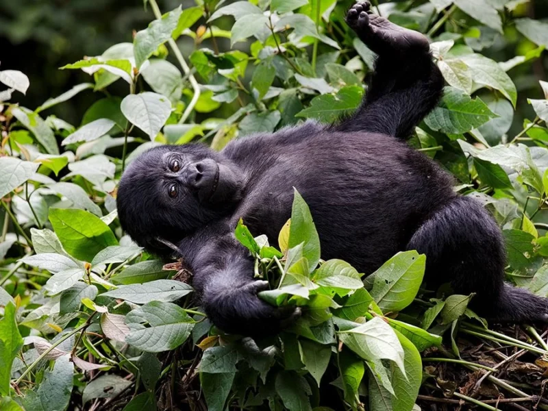 4 Days Uganda Rwanda Safari