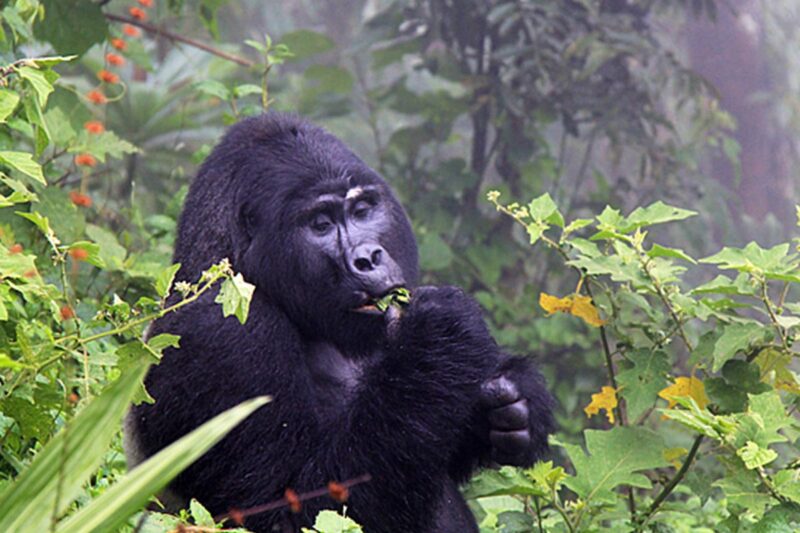 4-Day Gorilla Habituation Experience