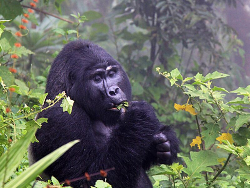 4-Day Gorilla Habituation Experience