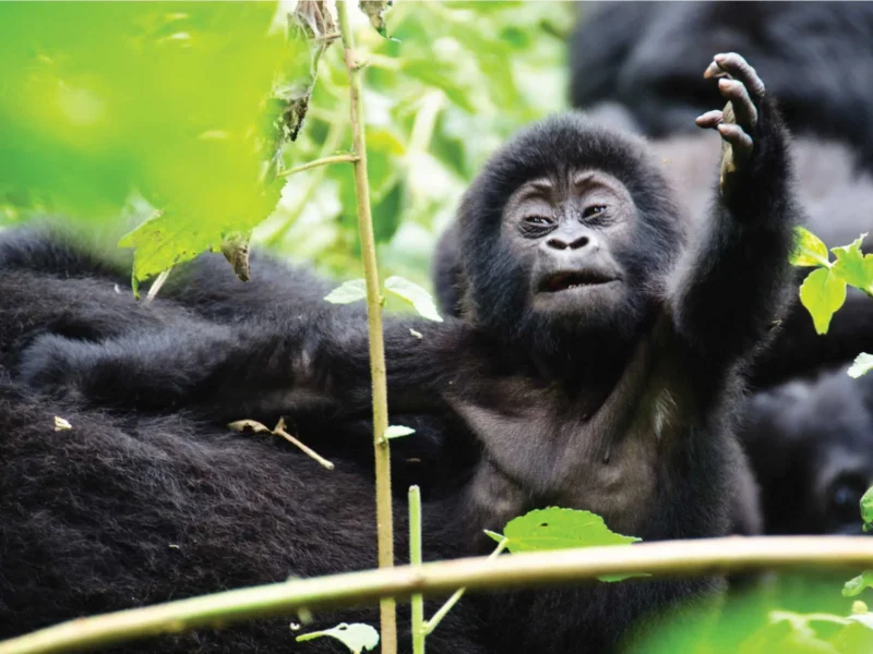 4-Day Gorilla Trekking Uganda