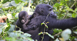 Read more about the article Can I Trek Gorillas in Uganda from Rwanda?