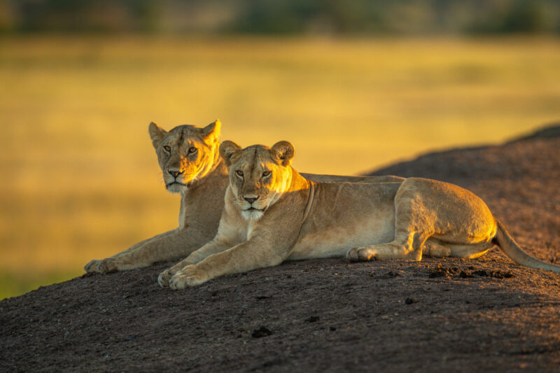 8-Day Luxury Kenya Safari