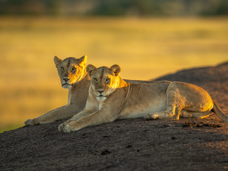 8-Day Luxury Kenya Safari