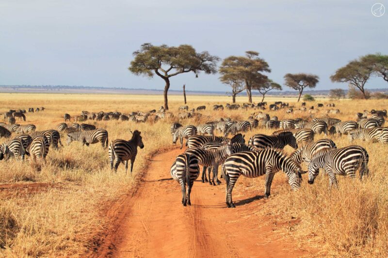 9-Day Kenya Road Safari