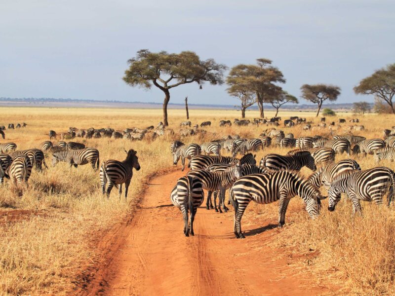 9-Day Kenya Road Safari