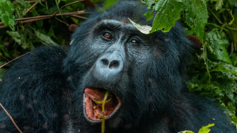 1-Day Rwanda Gorilla Trekking