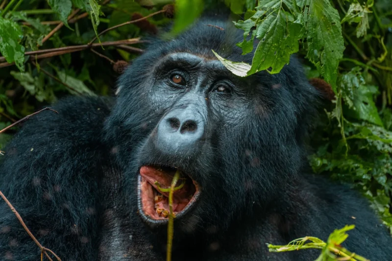 1-Day Rwanda Gorilla Trekking