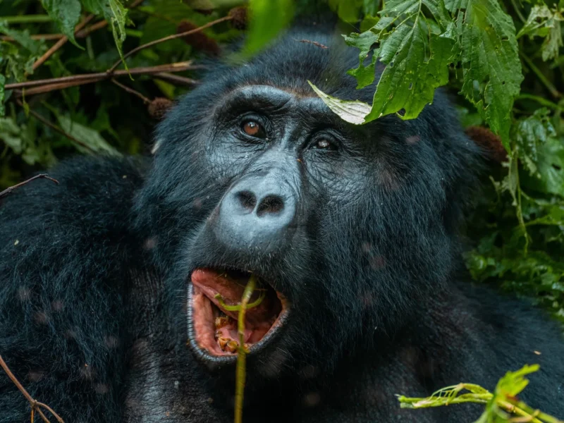 1-Day Rwanda Gorilla Trekking