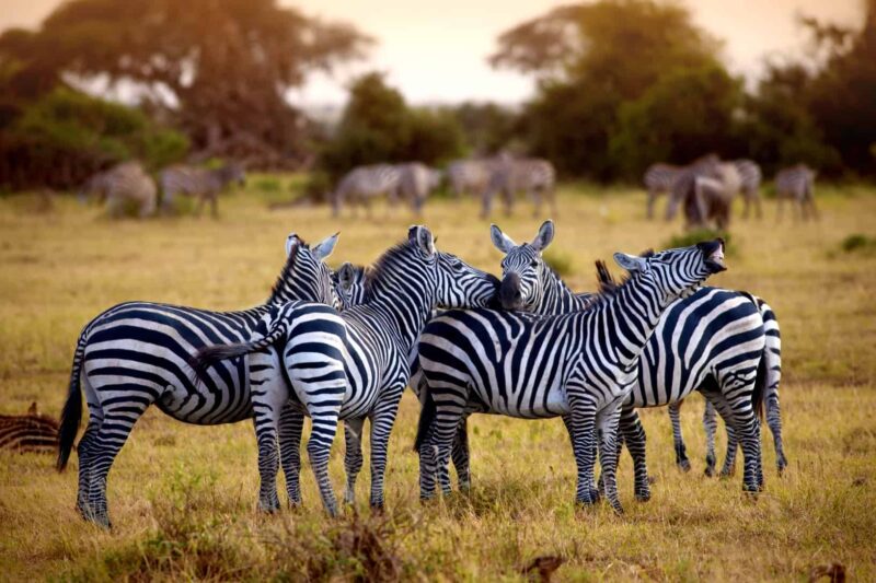 10-Day Kenya Adventure Safari