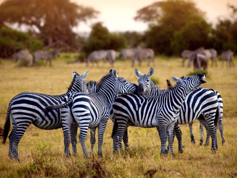 10-Day Kenya Adventure Safari