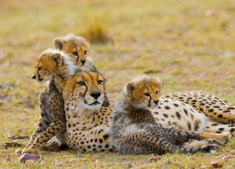 Masai Mara National Reserve