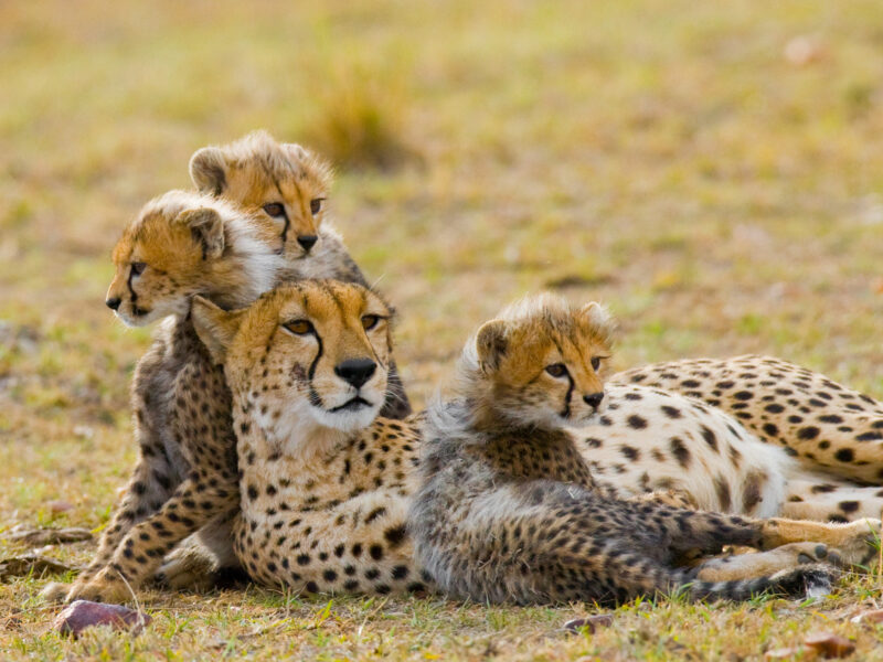 Masai Mara National Reserve