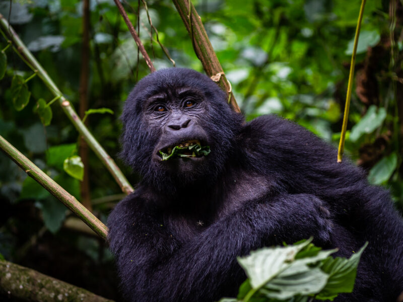 6 Days Rwanda Uganda Safari