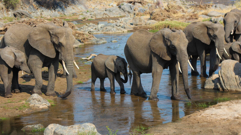 Tsavo West National Park