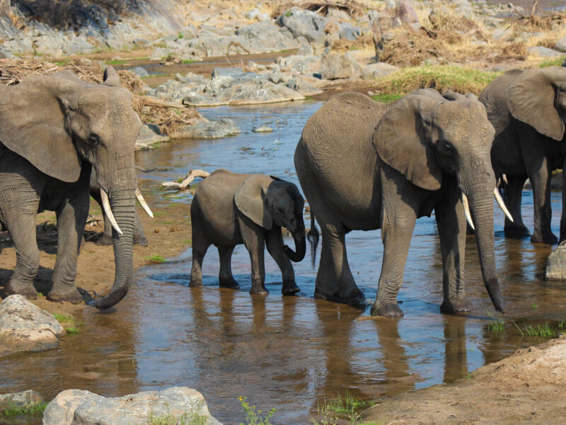 Tsavo West National Park