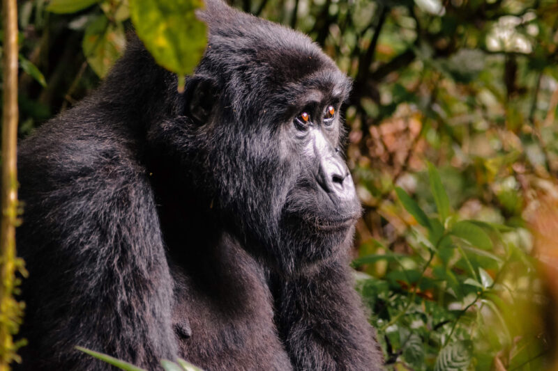 6-Day Rwanda Uganda Safari