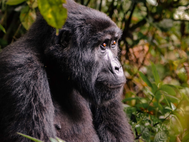 6-Day Rwanda Uganda Safari