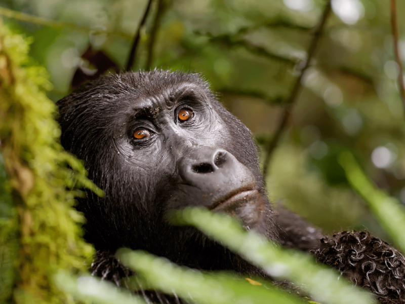 7 Days Rwanda Safari