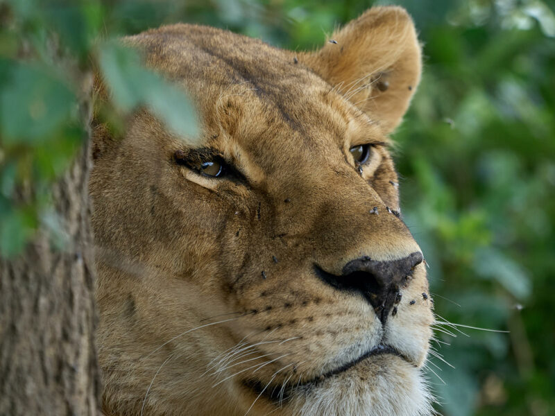 Lake Naivasha National Park