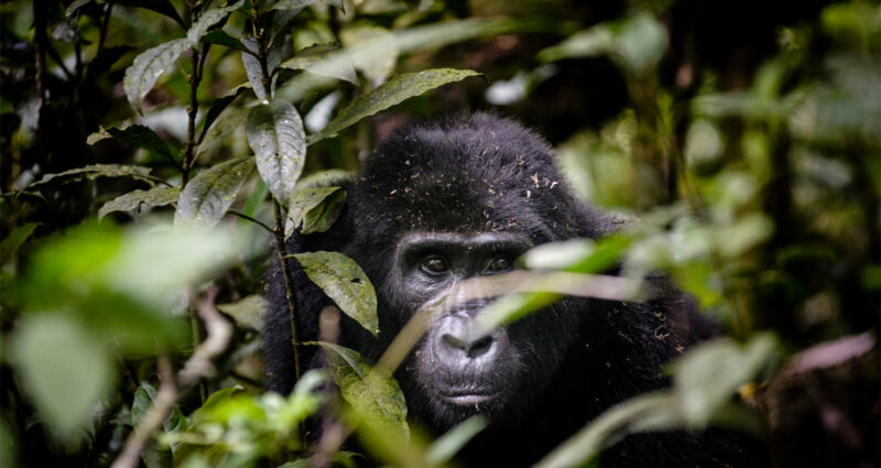 7-Day Rwanda Uganda Safari