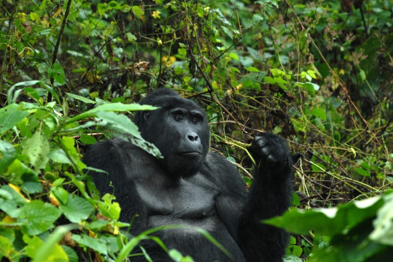 7-Day Uganda Primates Safari