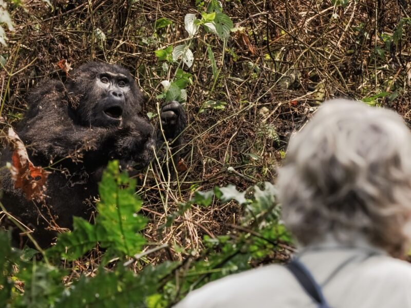 7-Day Discover Rwanda Primates