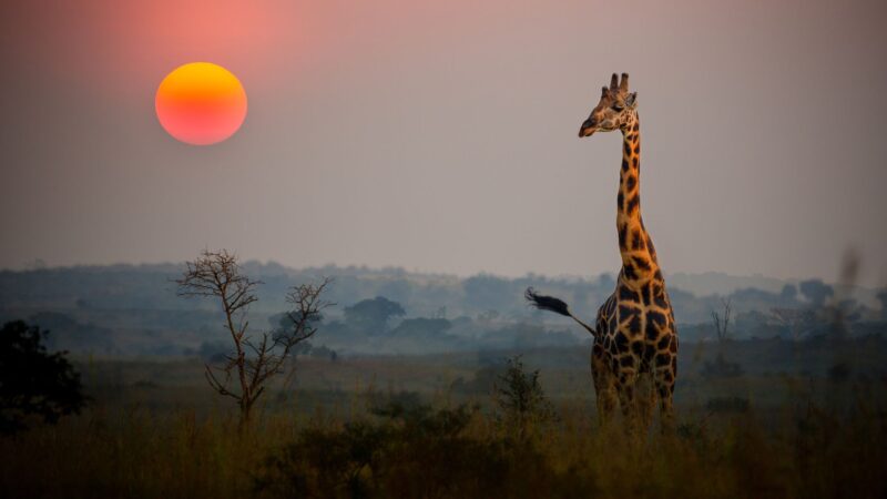 Samburu National Reserve