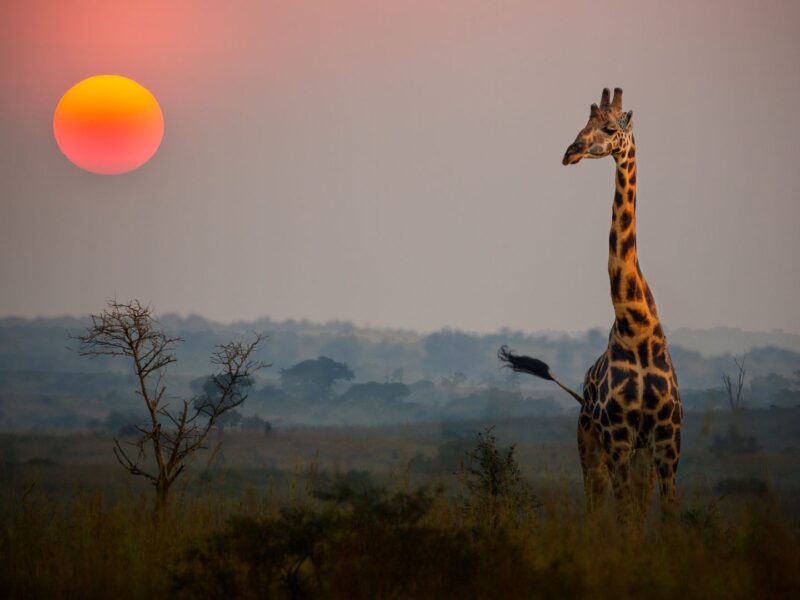 Samburu National Reserve