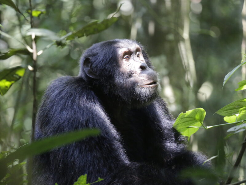 Uganda National Parks