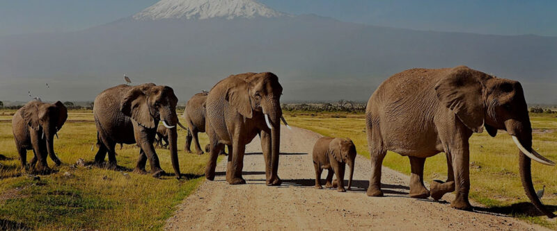 Ngorongoro Crater