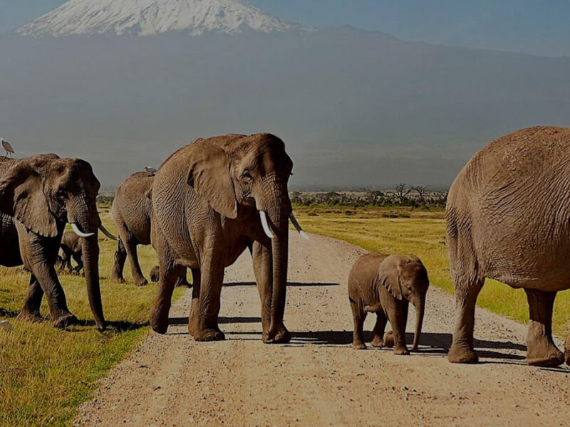 Ngorongoro Crater