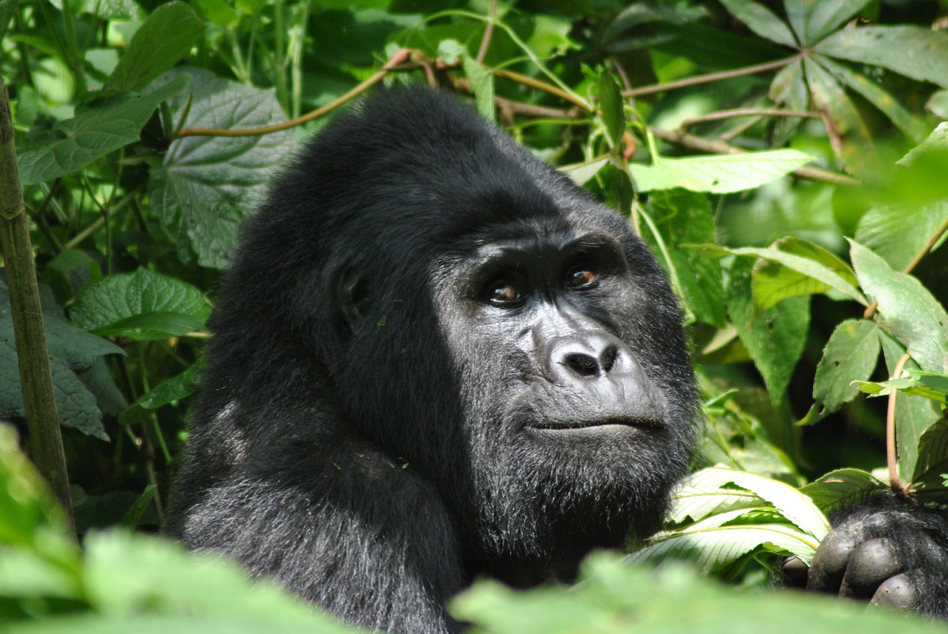 You are currently viewing Top Things to Do in Uganda