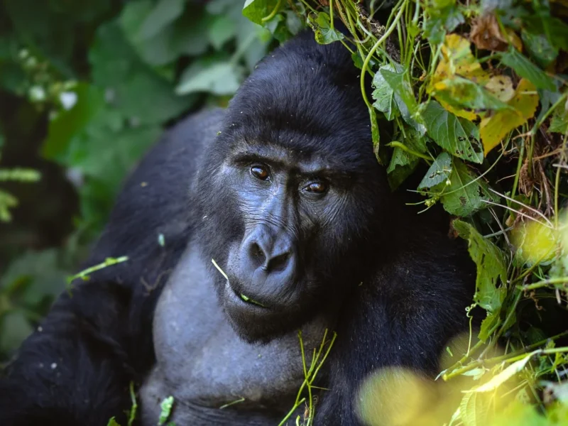 2-day Bwindi Gorilla Safari