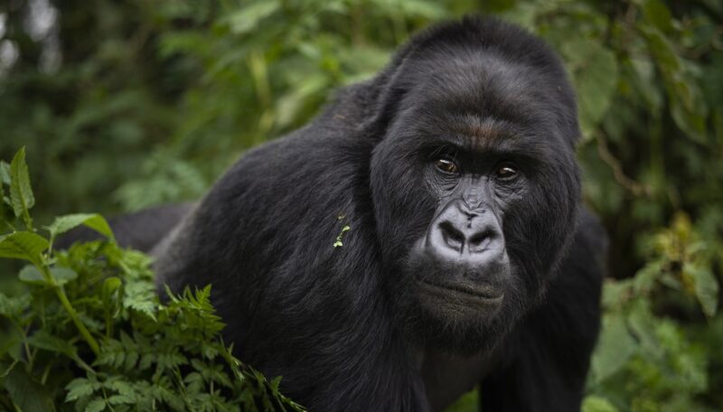 3 Days Bwindi Gorilla Trekking