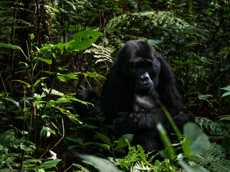 Bwindi Impenetrable Forest National Park