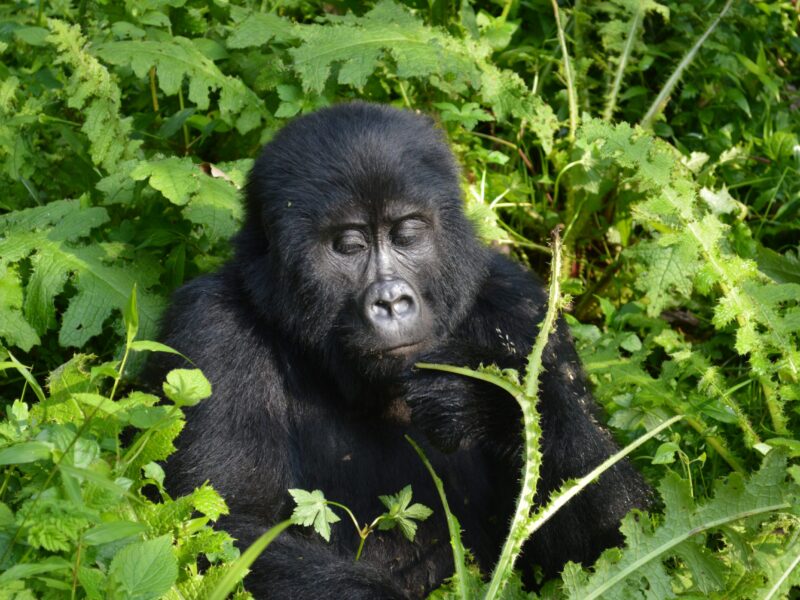 3-Day Rwanda Gorilla Trekking