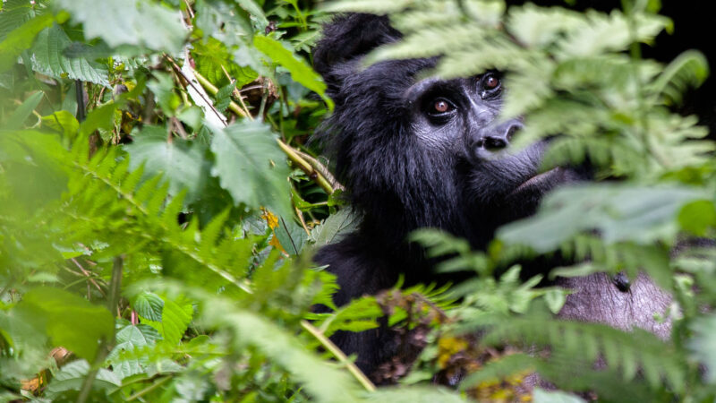 4-Day Rwanda Gorilla Trekking