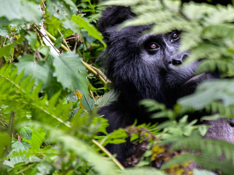 4-Day Rwanda Gorilla Trekking