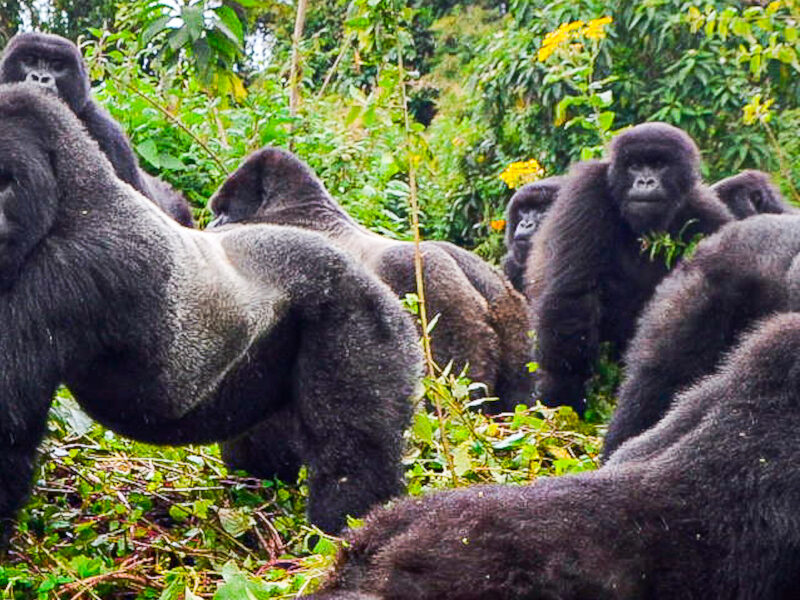 3-Day Rwanda Gorilla Trekking