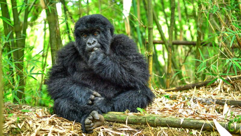 Mgahinga Gorilla National Park