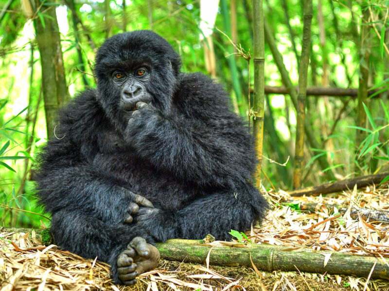 Mgahinga Gorilla National Park