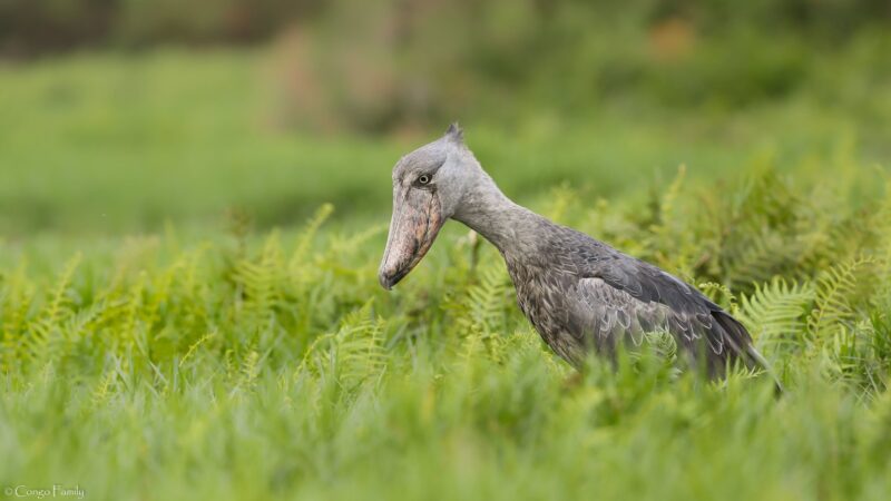 Mabamba Birding Swamp